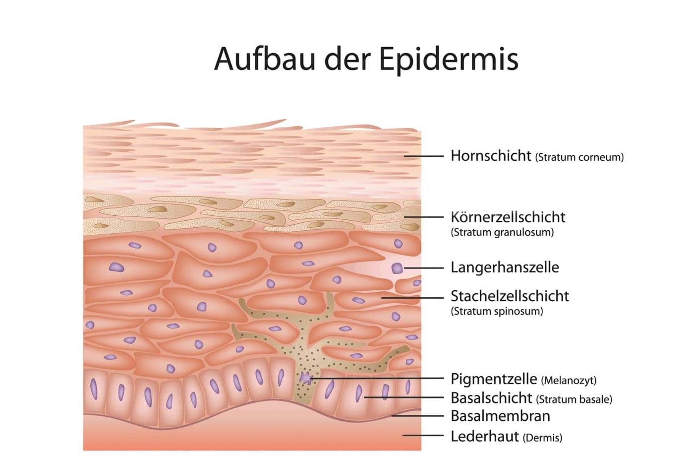 Aufbau der Epidermis