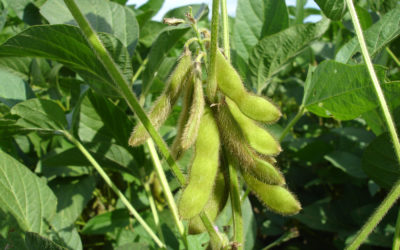 Schlaffe Haut: Warum Vegeseryl der Gamechanger ist