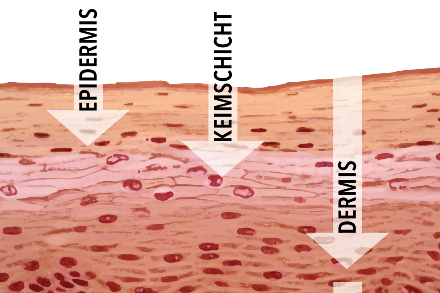 Epidermal Growth Factor Peptid in der Hautpflege