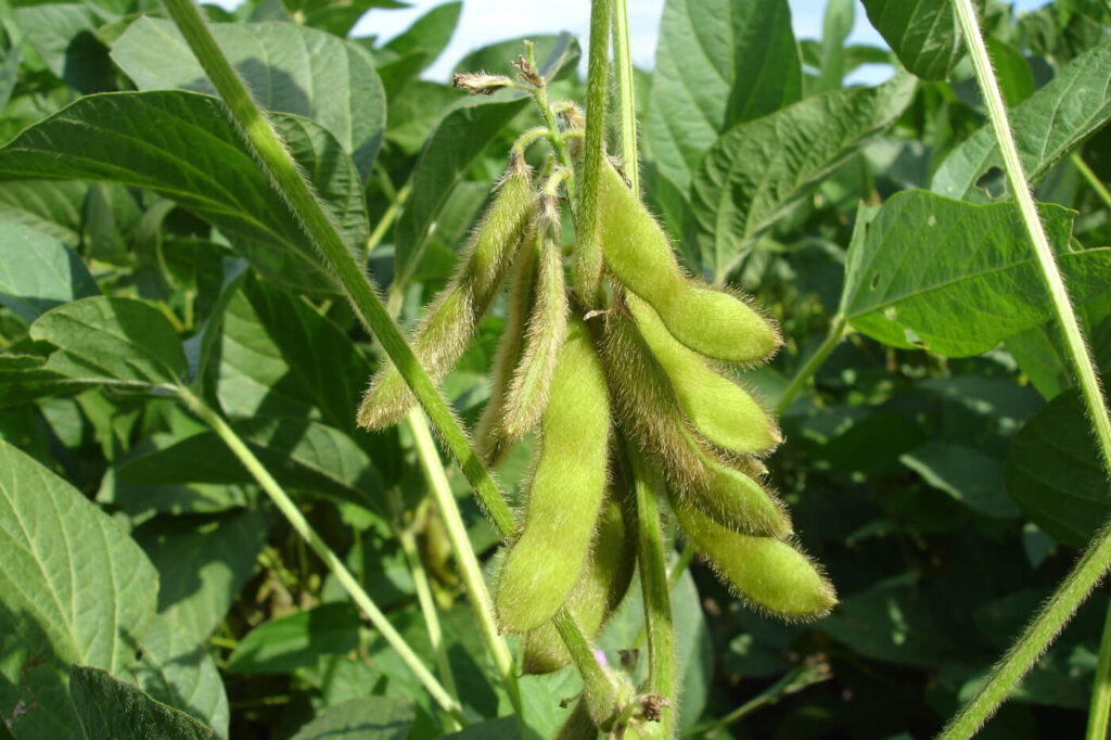 Der pflanzliche Wirkstoff Vegeseryl zur Hautsraffung