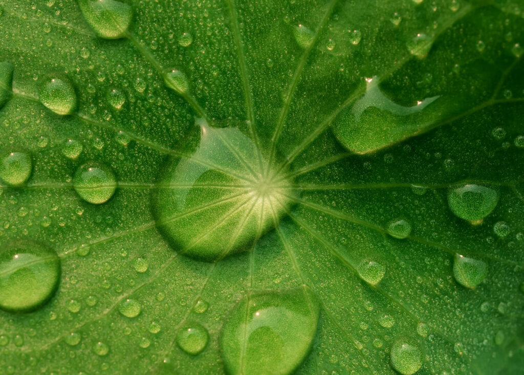 Grünes Blatt mit Wassertropfen