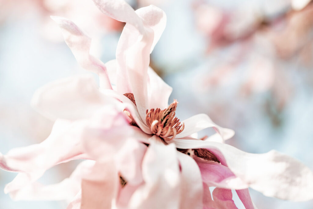 dermaceutical-wirkstoff-magnolia-extrakt